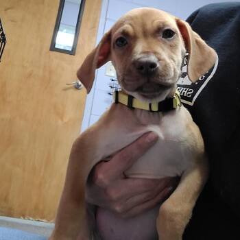 Mixed Breed and Redbone Coonhound Dogs Available for Adoption in Middleburg, Florida - Tesla 28453 (Yellow Collar) | PetCurious