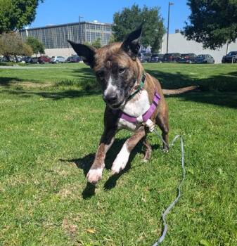 Pit Bull Terrier Dogs Available for Adoption in Oakland, California - Crayola | PetCurious