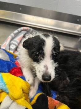 Chihuahua and Mixed Breed Dogs Available for Adoption in Jackson, Tennessee - Collette | PetCurious