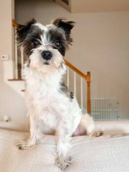 Roman -  Yorkshire Terrier Dog for Adoption in Atlanta, Georgia - Roman | PetCurious