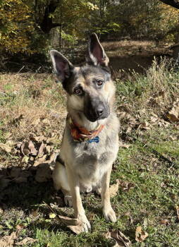 Rescue German Shepherd Dog Dogs for Adoption in Hazlet, New Jersey - Thunder | PetCurious