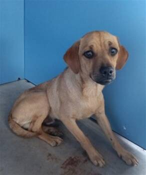 Chihuahua Dogs Available for Adoption in San Bernardino, California - COURAGE | PetCurious