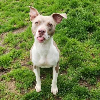 Pit Bull Terrier Dogs Available for Adoption in Fort Wayne, Indiana - Bubbles | PetCurious