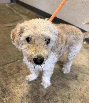 FUCHSIA -  Maltese and Poodle Dog for Adoption in Ontario, California - FUCHSIA | PetCurious