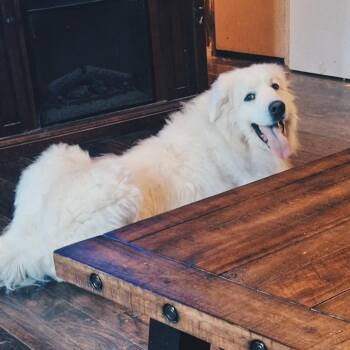 Great Pyrenees Dogs Available for Adoption in Springboro, Ohio - Bean | PetCurious