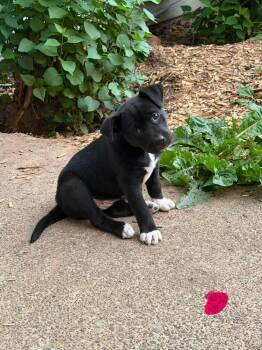 Matcha -  Pit Bull Terrier Dog for Adoption in Vancouver, Washington - Matcha | PetCurious