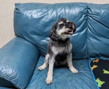 Luca -  Miniature Poodle Dog for Adoption in Cincinnati, Ohio - Luca | PetCurious