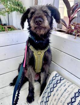 Bernard -  Terrier Dog Available for Adoption - Bernard | PetCurious