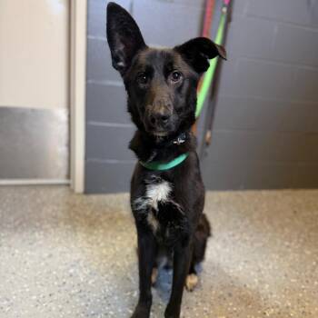 Collie Dogs Available for Adoption in Tuscaloosa, Alabama - Dawns | PetCurious