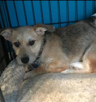 Rescue Terrier Dogs for Adoption in Tulsa, Oklahoma - Elloree | PetCurious