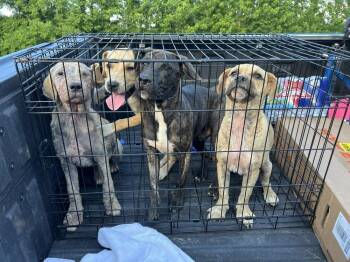 Butterfly -  American Bully Dog for Adoption in New Bedford, Massachusetts - Butterfly | PetCurious