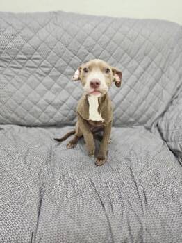 Rescue Weimaraner and Labrador Retriever Dogs for Adoption in Little Rock, Arkansas - Toyota | PetCurious