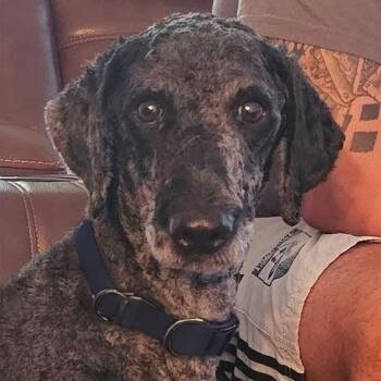 Grover -  Australian Shepherd and Poodle Dog for Adoption in Raleigh, North Carolina - Grover | PetCurious