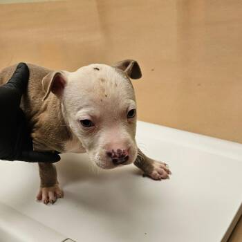 Rex -  Mixed Breed Dog for Adoption in Winston-salem, North Carolina - Rex | PetCurious