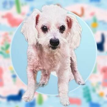 Rescue Maltese and Poodle Dogs for Adoption in Houston, Texas - Miyagi | PetCurious