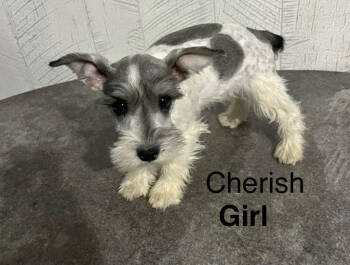 Rescue Schnauzer Dogs for Adoption in Los Angeles, California - Cherish | PetCurious
