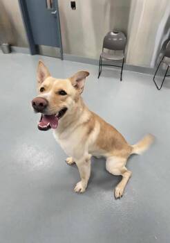 Rescue German Shepherd Dog and Retriever Dogs for Adoption in Silver Springs, Nevada - Maverik | PetCurious