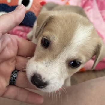 Rey -  Shepherd and Labrador Retriever Dog for Adoption in Panama City, Florida - Rey | PetCurious
