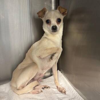 Chihuahua Dogs Available for Adoption in Blue Ridge, Georgia - Lou | PetCurious