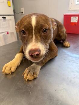 Staffordshire Bull Terrier and Catahoula Leopard Dog Dogs Available for Adoption in Fayetteville, Tennessee - Mozzarella | PetCurious