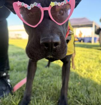 Beauty- Passenger Princess -  Shar Pei and Black Labrador Retriever Dog for Adoption in Houston, Texas - Beauty- Passenger Princess | PetCurious