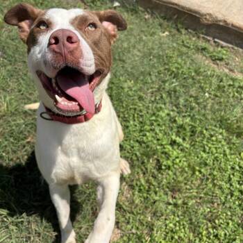 Aries -  American Staffordshire Terrier Dog for Adoption in Pearland, Texas - Aries | PetCurious