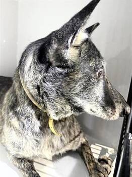 CANDY -  Belgian Shepherd Malinois and Mixed Breed Dog for Adoption in Houston, Texas - CANDY | PetCurious