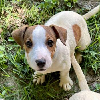 Fritz -  Jack Russell Terrier Dog for Adoption in Richmond, Virginia - Fritz | PetCurious