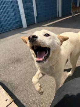 Dalgona -  Jindo Dog for Adoption in New York, New York - Dalgona | PetCurious
