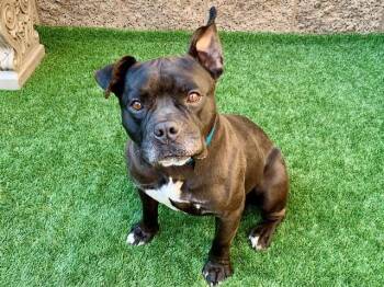 Staffordshire Bull Terrier Dogs Available for Adoption in San Marcos, California - SAVE ME PLEASE! Jabbar #A550440 | PetCurious