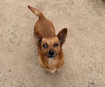 Chihuahua and Mixed Breed Dogs Available for Adoption in Modesto, California - A609067 | PetCurious