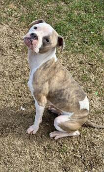 Rescue Boxer Dogs for Adoption in Shawnee, Oklahoma - Journey | PetCurious