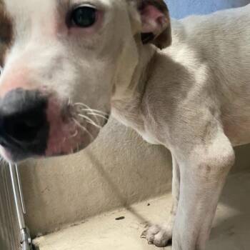 Doodle -  Terrier Dog for Adoption in Des Moines, Iowa - Doodle | PetCurious