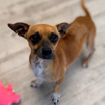Cafecito -  Terrier and Mixed Breed Dog for Adoption in Green Bay, Wisconsin - Cafecito | PetCurious