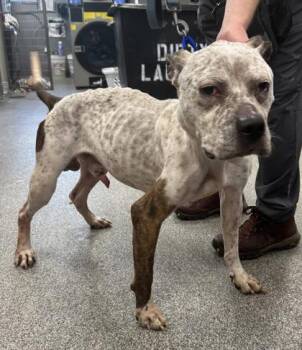 Mart -  Mixed Breed Dog for Adoption in West Chester, Pennsylvania - Mart | PetCurious