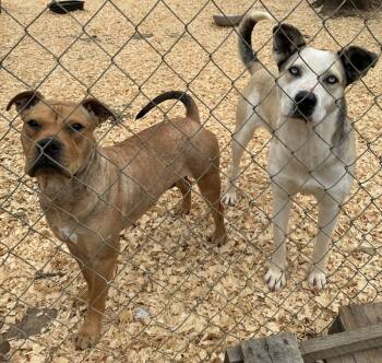 Rescue Pit Bull Terrier Dogs for Adoption in Troy, Alabama - Farrah (left) | PetCurious