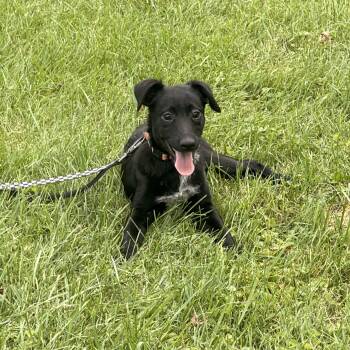 Henri -  Chihuahua Dog for Adoption in Houston, Texas - Henri | PetCurious