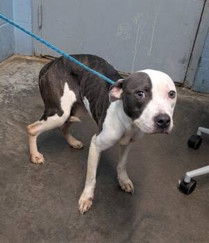 Cheza -  Pit Bull Terrier Dog for Adoption in Evansville, Indiana - Cheza | PetCurious