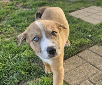 Catahoula Leopard Dog and Terrier Dogs Available for Adoption in Aurora, Illinois - Clover | PetCurious