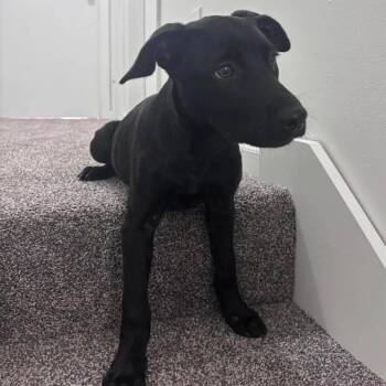 Nicks aka Chili -  Black Labrador Retriever and Mixed Breed Dog for Adoption in Overland Park, Kansas - Nicks Aka Chili | PetCurious