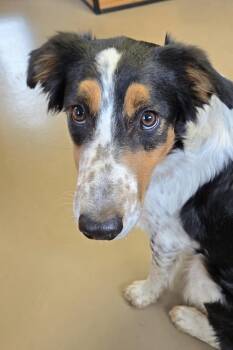 Rescue Australian Shepherd Dogs for Adoption in Pinedale, Wyoming - Rip | PetCurious