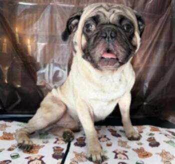 Ray -  Pug Dog for Adoption in Los Angeles, California - Ray | PetCurious