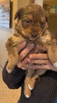 Maple -  Mixed Breed Dog Available for Adoption in Hot Springs, South Dakota - Maple | PetCurious