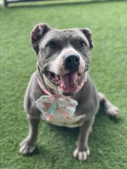 Pit Bull Terrier Dogs Available for Adoption in Houston, Texas - STAR | PetCurious