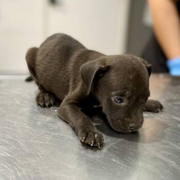 Umber -  Pit Bull Terrier and Mixed Breed Dog for Adoption in Livingston, Texas - Umber | PetCurious