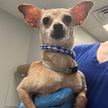 Lively -  Chihuahua Dog for Adoption in Greenville, South Carolina - Lively | PetCurious