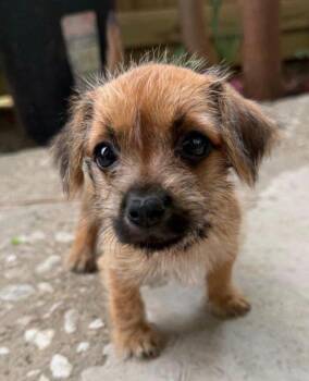 Ducky -  Shih Tzu Dog for Adoption in Houston, Texas - Ducky | PetCurious