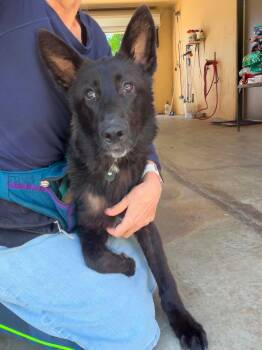 German Shepherd Dog Dogs Available for Adoption in Lake Wylie, South Carolina - Pippa | PetCurious