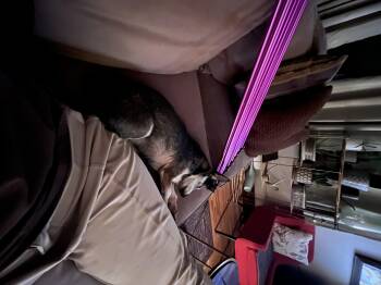 Terrier and Mixed Breed Dogs Available for Adoption - Mya | PetCurious