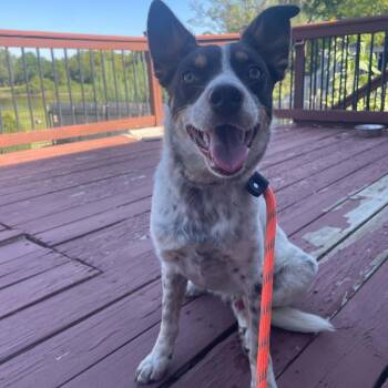 Bullseye -  Australian Cattle Dog Blue Heeler and Australian Shepherd Dog for Adoption in Wichita, Kansas - Bullseye | PetCurious